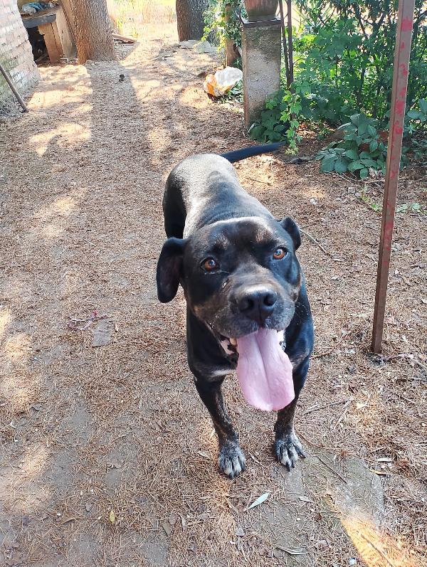 🐾💛Igor Stupendo Cane Corso Cerca La Sua Famiglia 💕🧑🏻‍🧑🏻‍🧒🏻